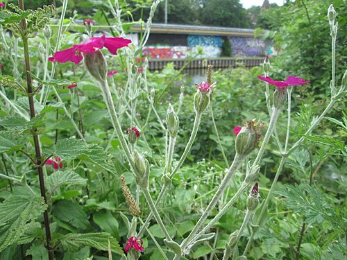 Rose campion: Ausgewilderte Kronen-Lichtnelke ( Lychnis coronaria ) am Staden in Saarbrücken