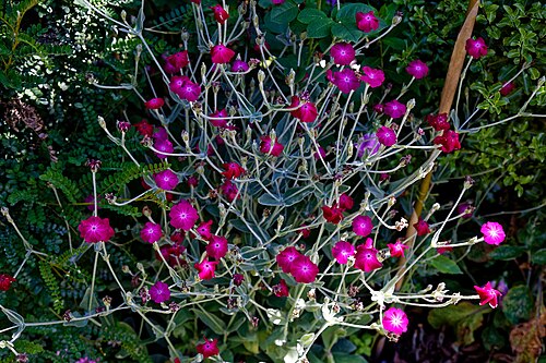 Rose campion: Silene coronaria , alternatively Lychnis coronaria , commonly Bridget-in-her-bravery, rose campion, dusty miller, mullein-pink, bloody William, and lamp-flower,