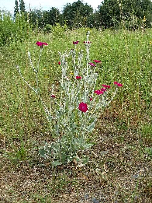 Rose campion: Ausgewilderte Kronen-Lichtnelke ( Lychnis coronaria ) asm Tierfriedhof Saarbrücken