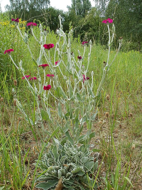 Rose campion: Ausgewilderte Kronen-Lichtnelke ( Lychnis coronaria ) asm Tierfriedhof Saarbrücken