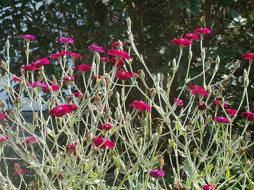 Rose campion: Kronen-Lichtnelke am Kohlweg