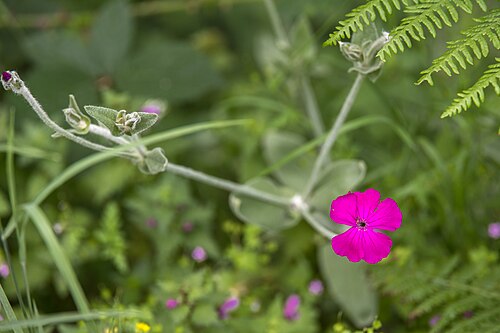 Rose campion: Silene coronaria at Passadiços do Mondego