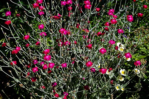 Rose campion: Silene coronaria , alternatively Lychnis coronaria , commonly Bridget-in-her-bravery, rose campion, dusty miller, mullein-pink, bloody William, and lamp-flower,