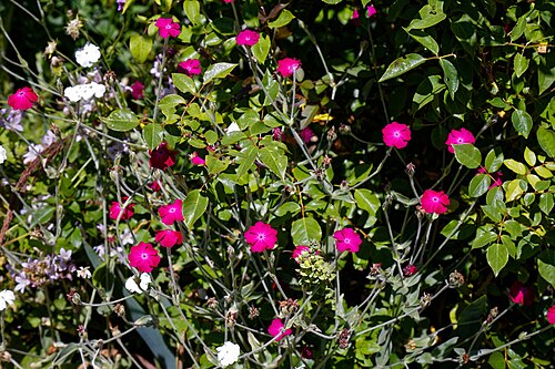 Rose campion: Silene coronaria , alternatively Lychnis coronaria , commonly Bridget-in-her-bravery, rose campion, dusty miller, mullein-pink, bloody William, and lamp-flower,
