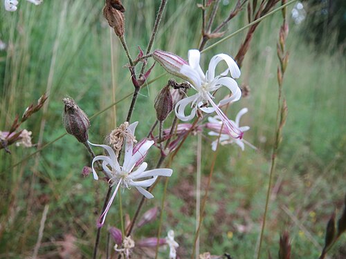 Eurasian catchfly: Nickendes Leimkraut ( Silene nutans ) auf dem Dreieichenbuckel im Naturschutzgebiet „Oftersheimer Dünen“