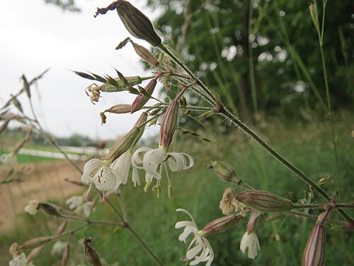 Eurasian catchfly: Nickendes Leimkraut ( Silene nutans ) auf dem Dreieichenbuckel im Naturschutzgebiet „Oftersheimer Dünen“