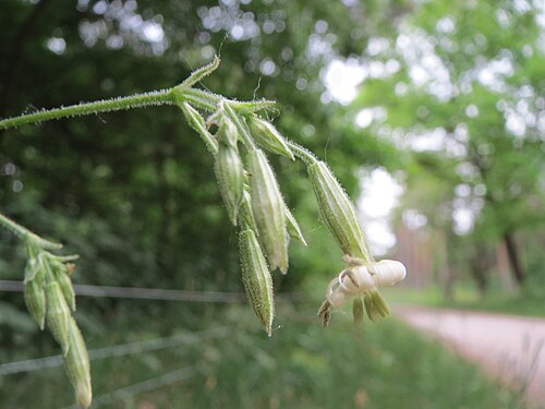 Eurasian catchfly: Nickendes Leimkraut ( Silene nutans ) im Landschaftsschutzgebiet Oftersheimer Dünen