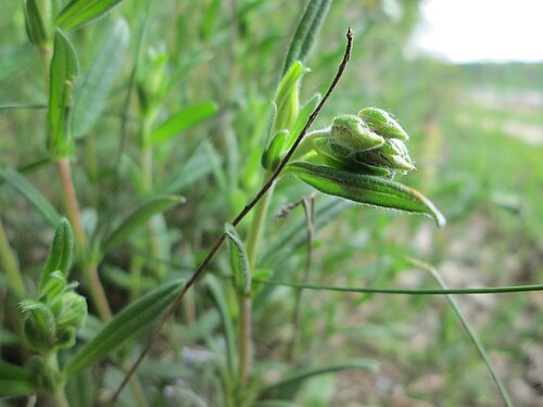 Eurasian catchfly: Nickendes Leimkraut ( Silene nutans ) am Dreieichenbuckel im Naturschutzgebiet „Oftersheimer Dünen“