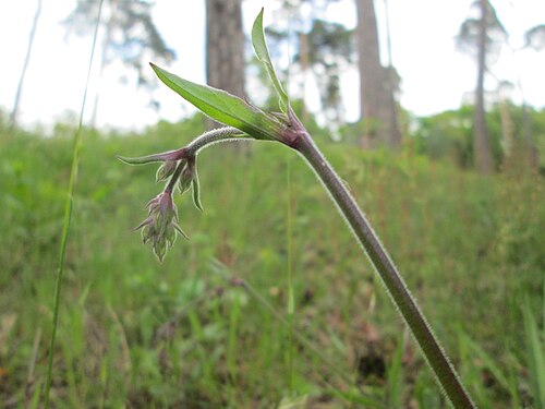 Eurasian catchfly: Nickendes Leimkraut ( Silene nutans ) auf dem Feldherrenhügel im Naturschutzgebiet „Oftersheimer Dünen“