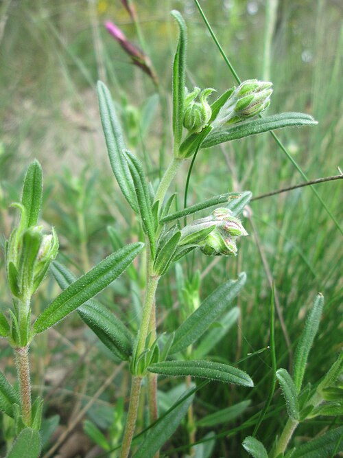Eurasian catchfly: Nickendes Leimkraut ( Silene nutans ) am Dreieichenbuckel im Naturschutzgebiet „Oftersheimer Dünen“