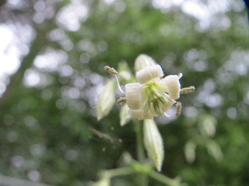 Eurasian catchfly: Nickendes Leimkraut ( Silene nutans ) im Landschaftsschutzgebiet Oftersheimer Dünen