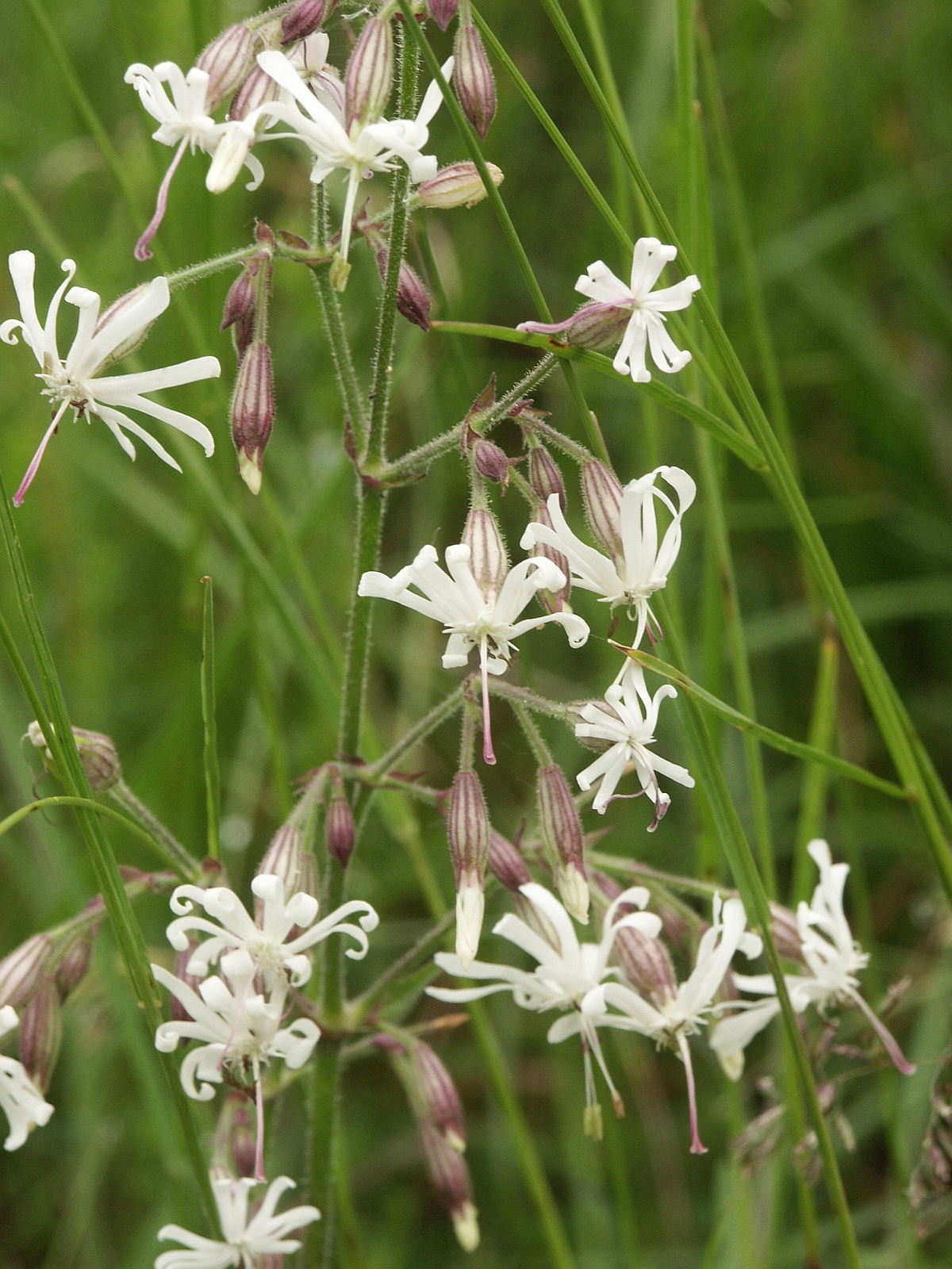Eurasian catchfly: Nickendes Leimkraut