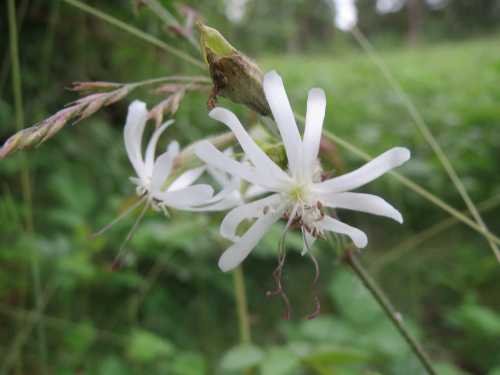 Eurasian catchfly: Nickendes Leimkraut ( Silene nutans ) auf dem Feldherrnhügel im Naturschutzgebiet „Oftersheimer Dünen“