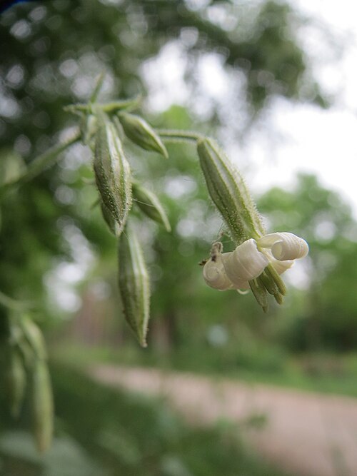 Eurasian catchfly: Nickendes Leimkraut ( Silene nutans ) im Landschaftsschutzgebiet Oftersheimer Dünen