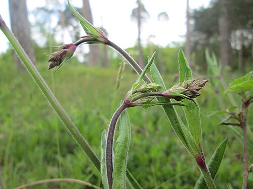 Eurasian catchfly: Nickendes Leimkraut ( Silene nutans ) auf dem Feldherrenhügel im Naturschutzgebiet „Oftersheimer Dünen“