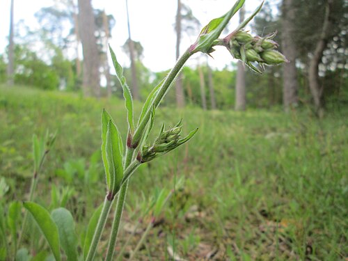 Eurasian catchfly: Nickendes Leimkraut ( Silene nutans ) auf dem Feldherrenhügel im Naturschutzgebiet „Oftersheimer Dünen“