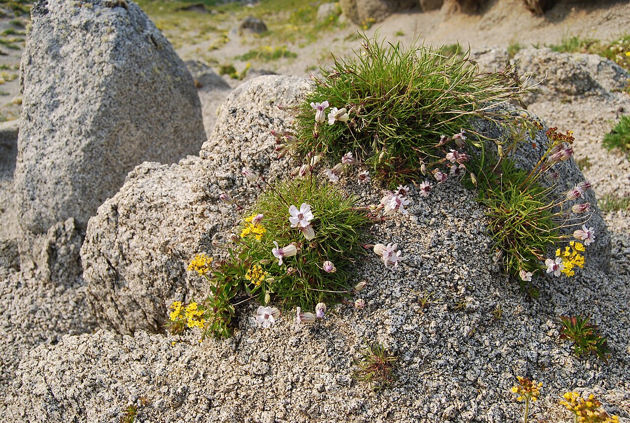 Silene stenophylla: Silene stenophylla