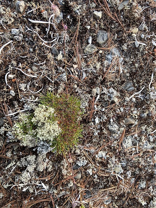 Silene stenophylla: Silene stenophylla