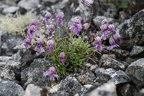 Silene stenophylla: narrow-leaved campion