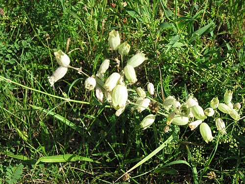 Bladder campion: Taubenkropf-Leimkraut ( Silene vulgaris ) im Hockenheimer Rheinbogen