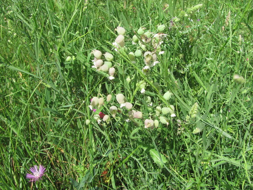 Bladder campion (Silene vulgaris)