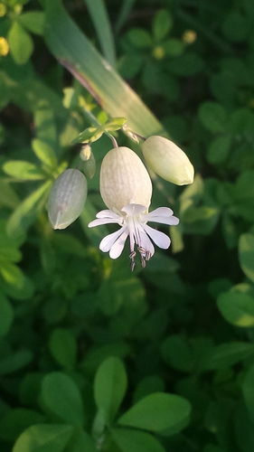 Bladder campion (Silene vulgaris)