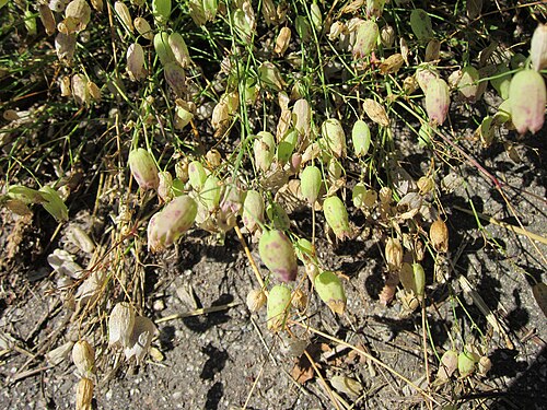 Bladder campion: Taubenkropf-Leimkraut ( Silene vulgaris ) bei Oftersheim