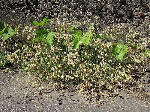 Bladder campion: Taubenkropf-Leimkraut ( Silene vulgaris ) bei Oftersheim