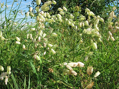 Bladder campion: Taubenkropf-Leimkraut ( Silene vulgaris ) im Hockenheimer Rheinbogen