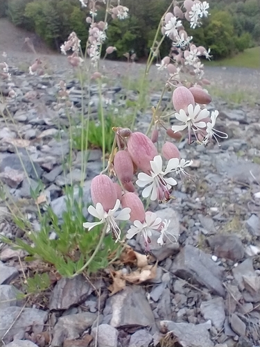 Bladder campion (Silene vulgaris)