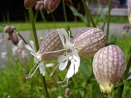 Bladder campion (Silene vulgaris)