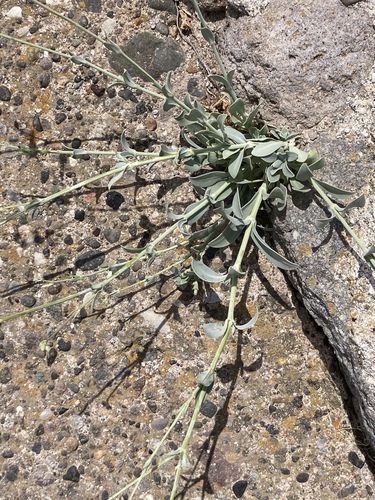 Bladder campion (Silene vulgaris)