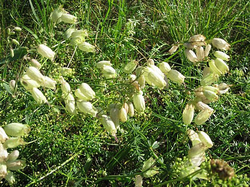 Bladder campion: Taubenkropf-Leimkraut ( Silene vulgaris ) im Hockenheimer Rheinbogen
