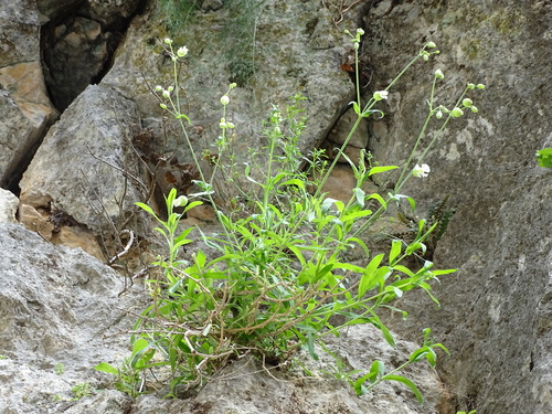 Bladder campion (Silene vulgaris)