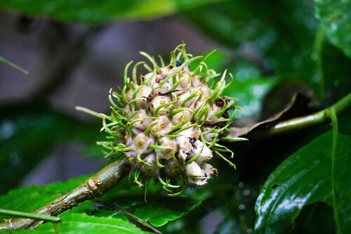 Silvianthus tonkinensis (Silvianthus tonkinensis)