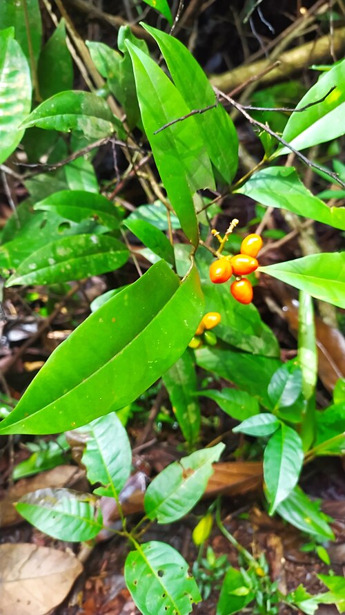 Simaba guianensis: Simaba guianensis in French Guiana