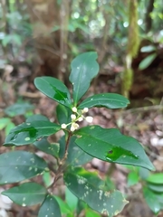 Simaba guianensis (Simaba guianensis)