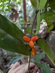 Simaba guianensis (Simaba guianensis)