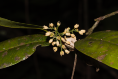 Simaba guianensis (Simaba guianensis)