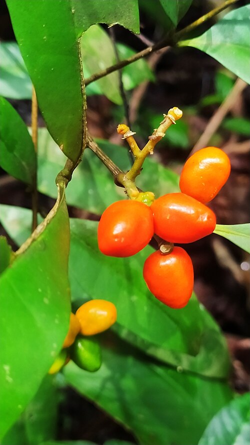 Simaba guianensis: Simaba guianensis in French Guiana