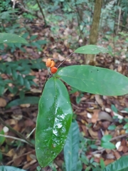 Simaba guianensis (Simaba guianensis)