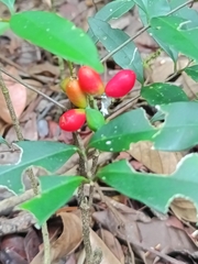 Simaba guianensis (Simaba guianensis)