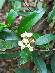 Simaba guianensis (Simaba guianensis)