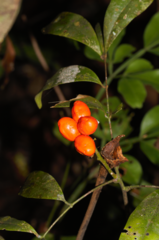 Simaba guianensis (Simaba guianensis)
