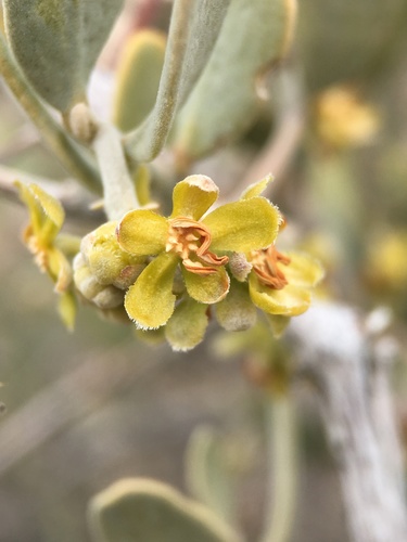 Jojoba (Simmondsia chinensis)