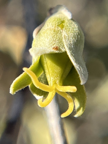 Jojoba (Simmondsia chinensis)