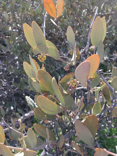 Jojoba (Simmondsia chinensis)