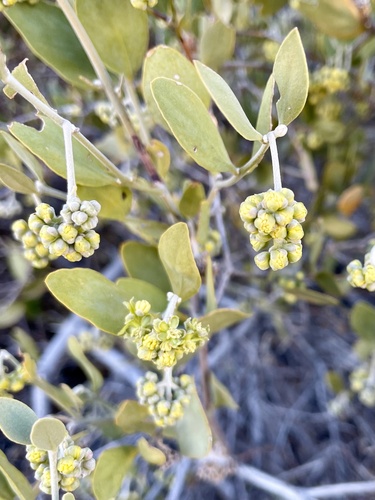 Jojoba (Simmondsia chinensis)