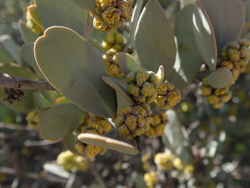Jojoba (Simmondsia chinensis)
