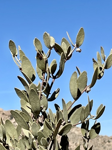 Jojoba (Simmondsia chinensis)